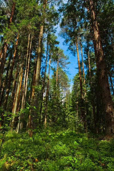 Sosnowego Lasu Zielony Runo Błękitne Niebo Lato Las Iglasty Rosja — Zdjęcie stockowe