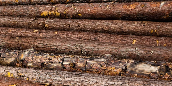 Logs are piled up, the timber industry