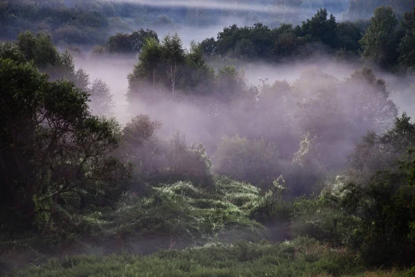 Rosa Mist Sagolik Skog Ett Dimmiga Landskap Tidigt Morgonen Ryssland — Stockfoto