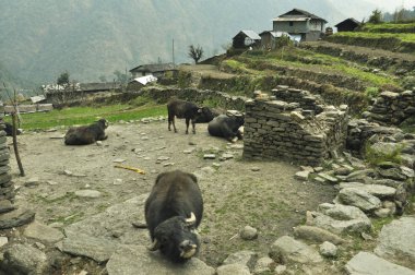Texas'ın köyü. Annapurna temel kamp, Nepal için doğa yürüyüşü.