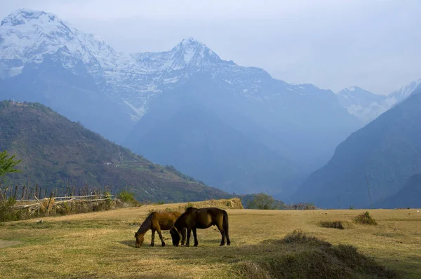 Horses and mountains. Trekking to Annapurna Base Camp, Nepal.