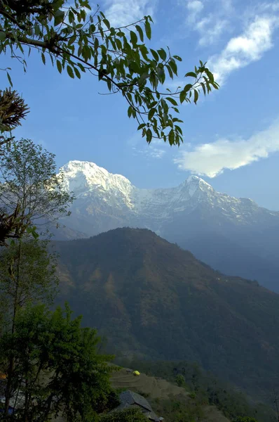 Hojas Una Colina Pico Nevado Trekking Campamento Base Annapurna Nepal — Foto de Stock