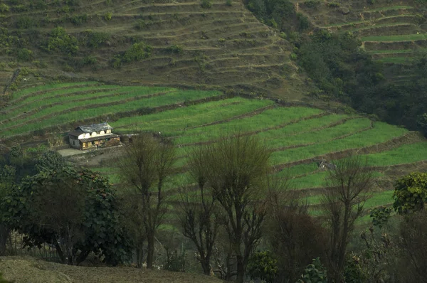 Campo Verde Trekking Para Acampamento Base Annapurna Nepal — Fotografia de Stock