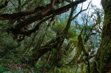 Puslu yosunlu orman. Orman Annapurna için yürüyüş yolu üzerinde. Nepal.