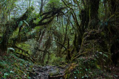 Puslu yosunlu orman. Orman Annapurna için yürüyüş yolu üzerinde. Nepal.