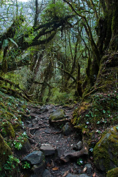 Dimmiga Mossiga Skogen Skogen Trekking Vägen Till Annapurna Nepal — Stockfoto