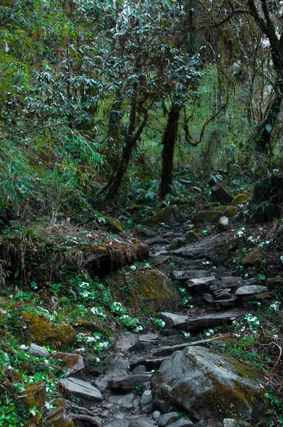 Stone steps in the fairy forest. Forest on the trekking route to Annapurna. Nepal.