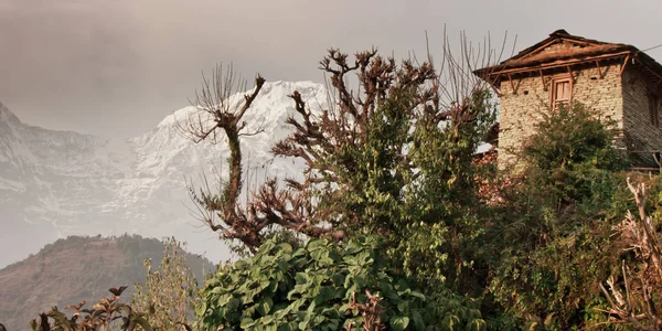 A house, a tree and a snowy mountain. Traditional Nepalese house, trekking to the Annapurna base camp.