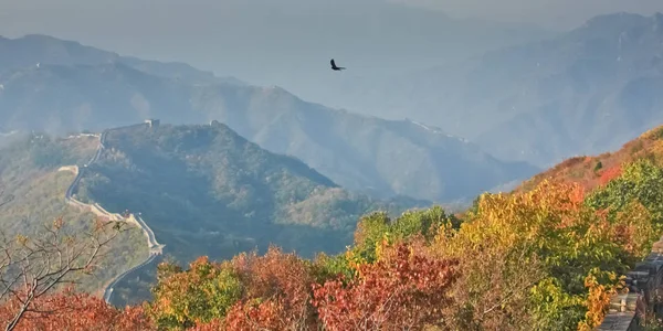 Grande Muro Chinês Entre Montanhas Coberto Com Floresta Outono Enredo — Fotografia de Stock