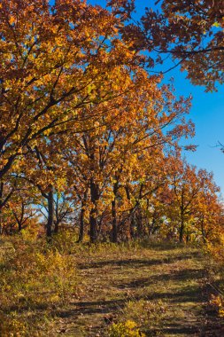 meşe ormanında sonbahar, altın ve bronz renk, mavi gökyüzü, bir yol, Uzak Doğu Rusya, Çin sınırında doğası