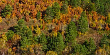 Uzakdoğu Amur Nehri Vadisi, yeşil çam ağaçları, parlak sarı ve turuncu yaprak döken ağaçların tepelerinde üzerinde renkli sonbahar orman, orman yamaca bir duvar gibi duruyor..