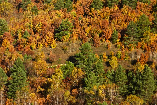 Barevné Podzimní Les Dálného Východu Kopcích Údolí Řeky Amur Zelené — Stock fotografie