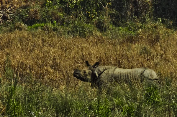 Rinoceronte Indiano Grama Fronteira Índia Nepal Parque Nacional Chitwan — Fotografia de Stock