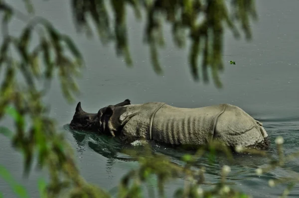 Indian Rhinoceros Water Point View Cautious Tourist Foliage Chitwan National — Stock Photo, Image