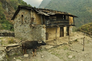 Nepal evi. Annapurna temel kamp, Nepal için doğa yürüyüşü.