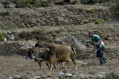 Köylü öküz pulluklar. Annapurna temel kamp, Nepal için doğa yürüyüşü.