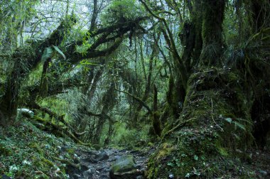 Peri moss orman. Annapurna temel kamp, Nepal için doğa yürüyüşü.