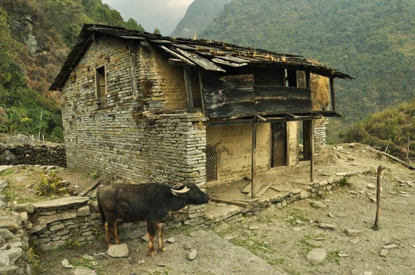 Nepal evi. Annapurna temel kamp, Nepal için doğa yürüyüşü.