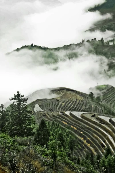 나무와 구름에서 테라스입니다 라이스 테라스와 풍경입니다 Yangshuo Longsheng 라이스 테라스 — 스톡 사진
