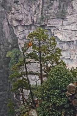 sarp bir kayalık uçurum bir çam ağacı.
