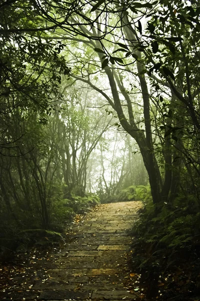 パスと霧の神秘的な森の手順です 中国の張り家界国家森林公園 — ストック写真