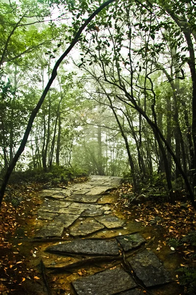 Pfad Und Schritte Einem Nebligen Mystischen Wald China Zhangjiajie National — Stockfoto
