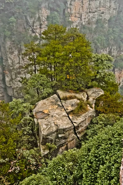 Pine Tree Steep Rocky Cliff — Stock Photo, Image