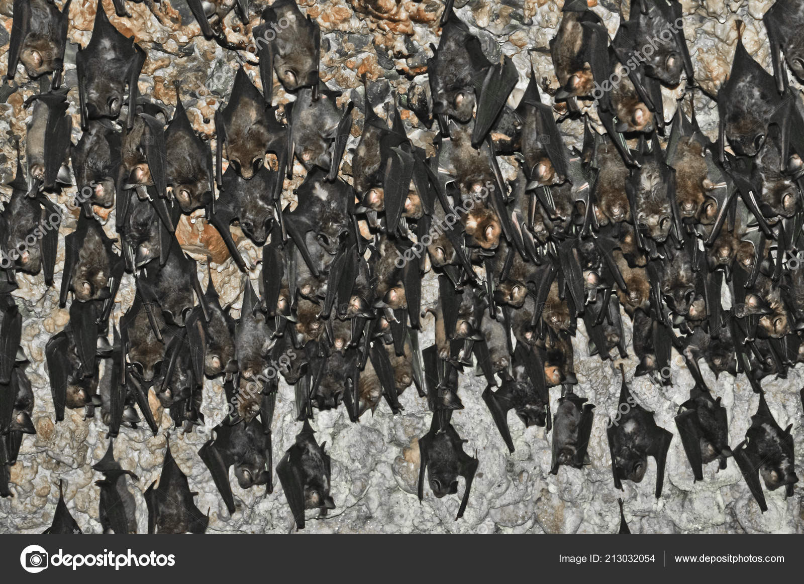 Many Bats Hang Bats Cave Nepal Pokhara Bats Ceiling Bat