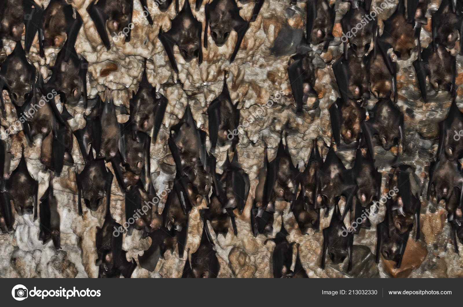 You Bats Bats Cave Nepal Pokhara Bats Ceiling Bat Cave Stock