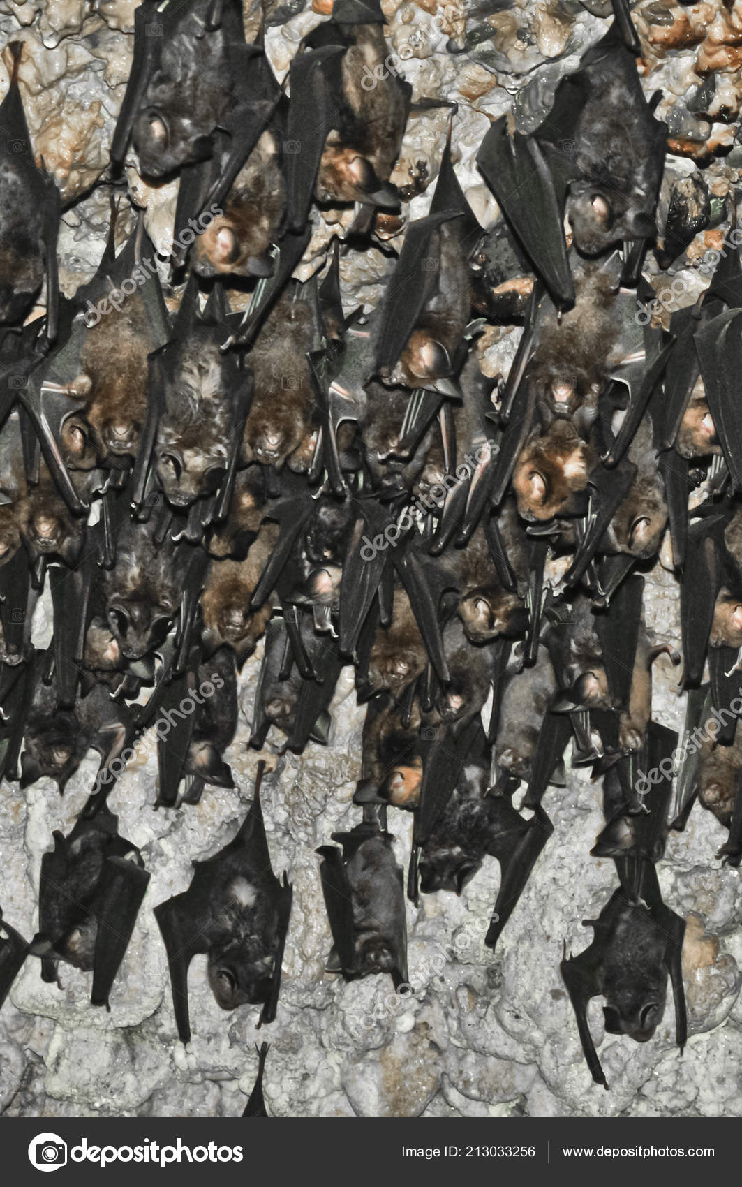Many Bats Hang Bats Cave Nepal Pokhara Bats Ceiling Bat Stock