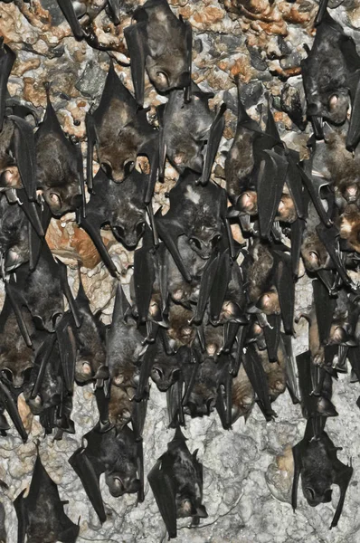 포카라 동굴에서 박쥐의 천장에 포카라 — 스톡 사진