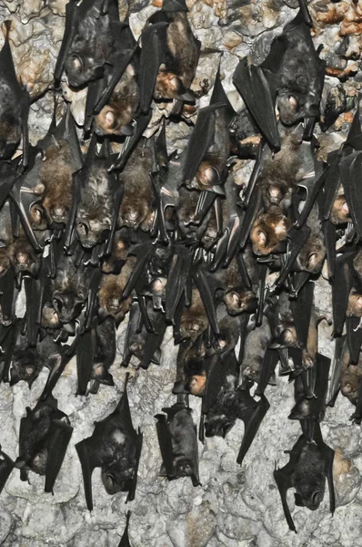 Muchos Murciélagos Cuelgan Murciélagos Cueva Nepal Pokhara Murciélagos Techo Cueva —  Fotos de Stock