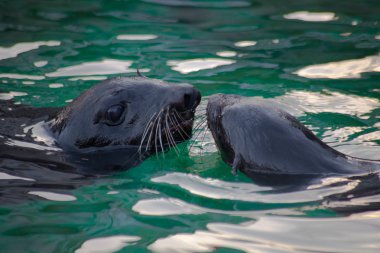 iki kürk fokları öp. Yeşil su hayvanlarda kürk fokları.