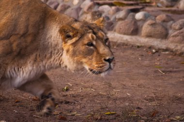 Dişi aslan atlamak, güçlü bir şekilde hazırlanıyor. Dişi aslan güçlü ve güzel bir hayvandır, duygular gösterir.