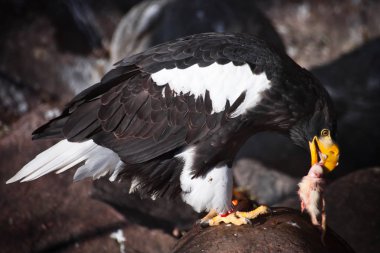 The bald eagle (symbol of the USA) eats prey, prey rat. clipart