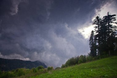Görebilsin yeşil çayır ve efsanevi antik Yunan Kolheti, Kafkasya, Abhazya'da büyük ağaçlar üzerinde.