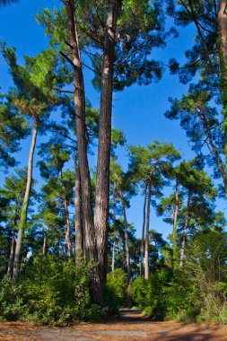 Çam ormanı içinde efsanevi Colchis. Abhazya, Kafkasya.