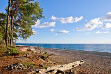 Efsanevi Colchis mavi deniz çam ormanı. Abhazya, Kafkasya.
