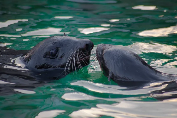 stock image two fur seals kiss. fur seals animals in green water.