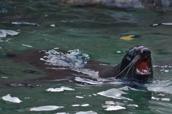 fur seal swims red open mouth. fur seals animals in green water.
