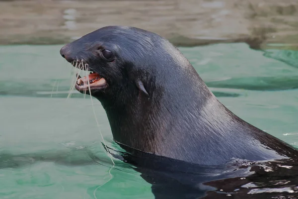 fur seal screaming, during swimming, red open mouth. fur seals animals in green water.
