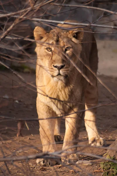 Lioness Looks Bushes Lionesses — Stock Photo, Image