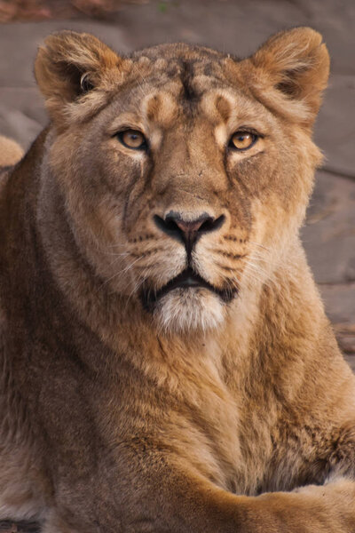 The lioness is watching you. The lioness is a strong and beautiful animal, demonstrates emotions. lion's head