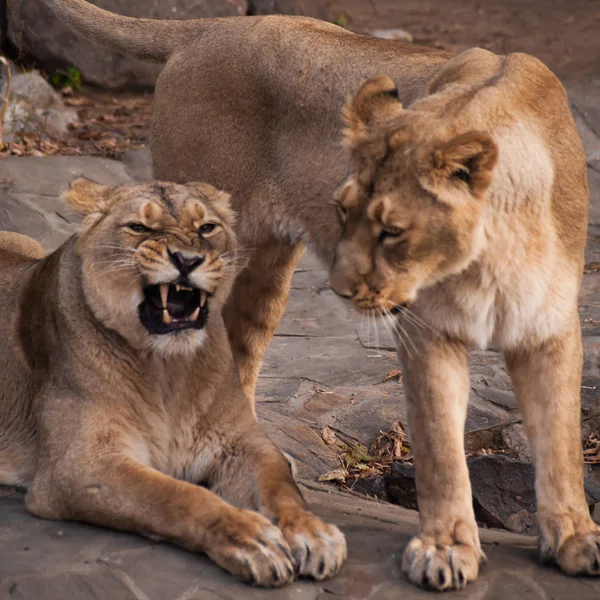 Namoradas Leoa Amaldiçoando Uns Com Outros Leoas — Fotografia de Stock