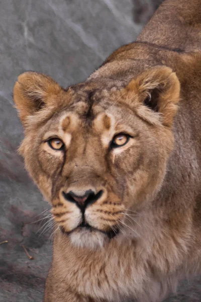 Parece Una Leona Leona Animal Fuerte Hermoso Demuestra Emociones Cabeza — Foto de Stock