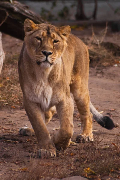 Lioness Strong Beautiful Animal Demonstrates Emotions — Stock Photo, Image