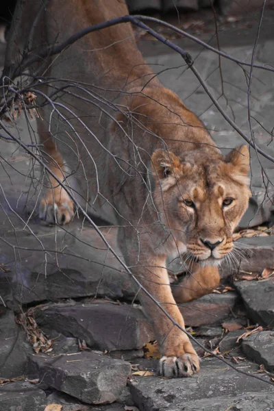 The lioness is preparing to jump, a strong figure. The lioness is a strong and beautiful animal, demonstrates emotions.