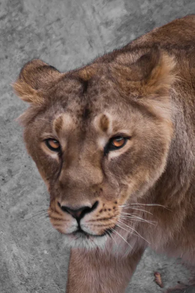 Head Lioness Look Lioness Strong Beautiful Animal Demonstrates Emotions Lion — Stock Photo, Image