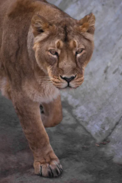 Cabeza Una Leona Mira Leona Animal Fuerte Hermoso Demuestra Emociones — Foto de Stock