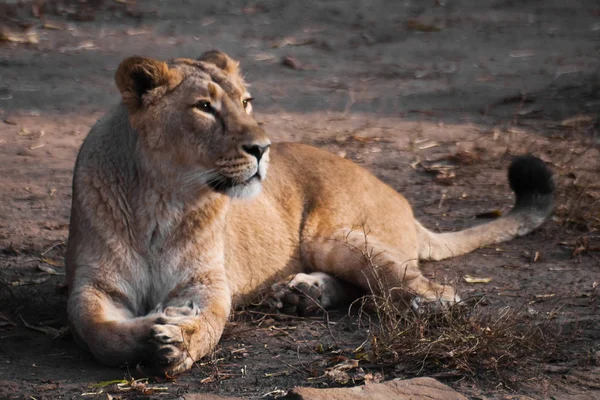 Lioness Lies Carefully Looks Lioness Strong Beautiful Animal Demonstrates Emotions — Stock Photo, Image